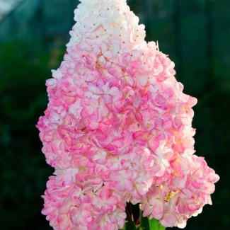 Гортензія Vanilla fraise р9