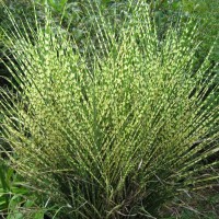 Міскантус Gold Bar р9