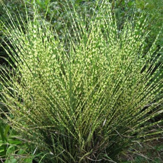 Міскантус Gold Bar р9