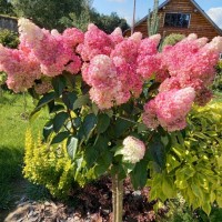 Гортензія Vanilla fraise р9