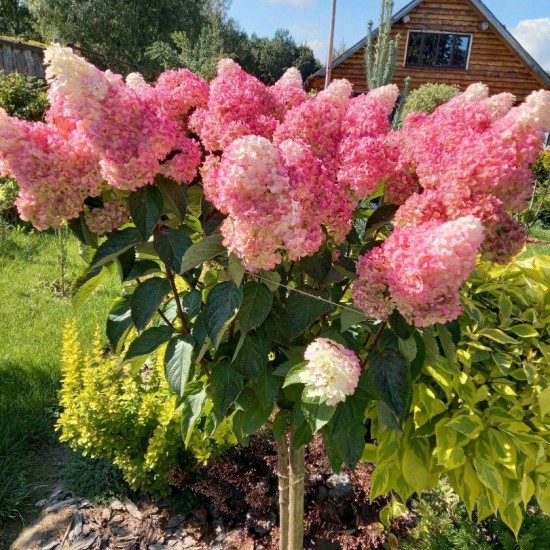 Гортензія Vanilla fraise р9