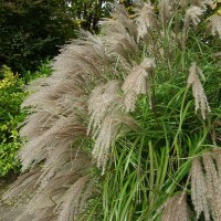 Міскантус Graziella р9