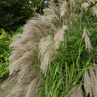 Міскантус Graziella 1.5 л