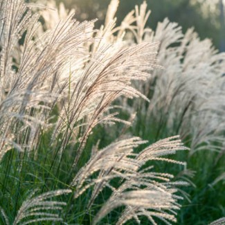 Міскантус Graziella 1.5 л