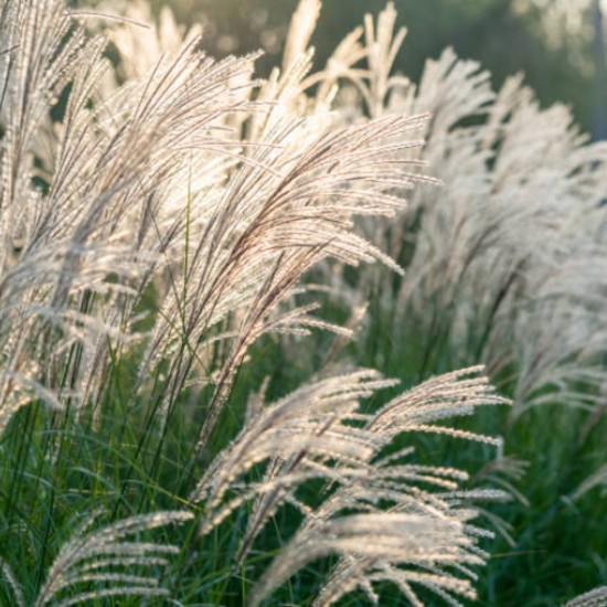 Міскантус Graziella р9