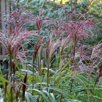 Міскантус Malepartus 2 л