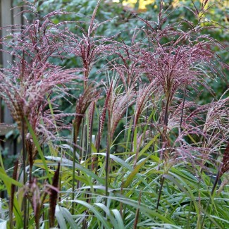 Міскантус Malepartus 2 л