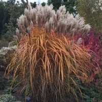 Міскантус Malepartus 2 л