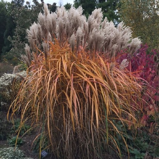 Міскантус Malepartus 2 л