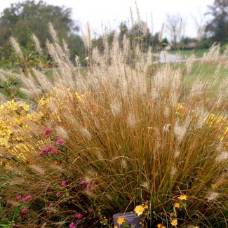 Міскантус Roter Pfeil