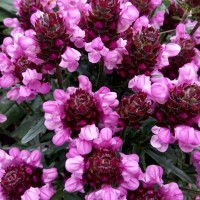 Прунелла великоквіткова Rubra p9