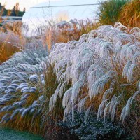 Міскантус Silver Charm р9