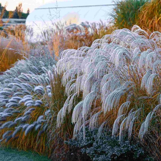 Міскантус Silver Charm р9