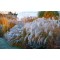 Міскантус Silver Charm р9