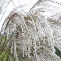 Міскантус Silver Charm р9