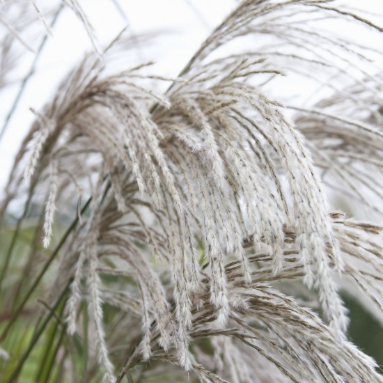 Міскантус Silver Charm р9