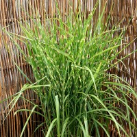 Міскантус Strictus Dwarf р9