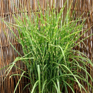 Міскантус Strictus Dwarf р9