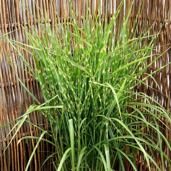 Міскантус Strictus Dwarf р9