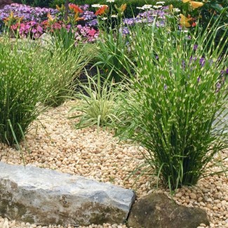 Міскантус Strictus Dwarf р9