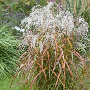 Міскантус китайський Ghana р9