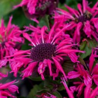 Монарда Bee-Bright р9