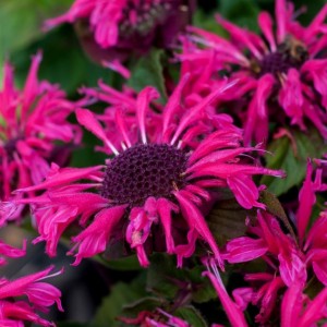 Монарда Bee-Bright р9