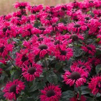 Монарда Bee-Bright р9