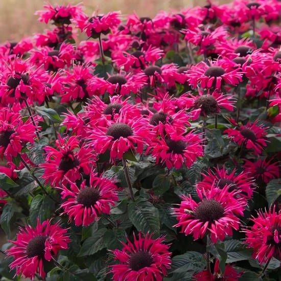 Монарда Bee-Bright р9