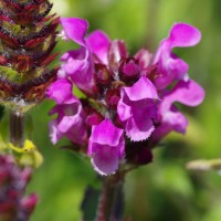 Прунелла великоквіткова Rubra p9