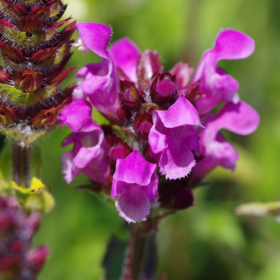Прунелла великоквіткова Rubra p9