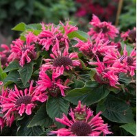 Монарда Bee-Mary р9