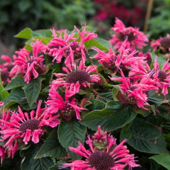 Монарда Bee-Mary р9