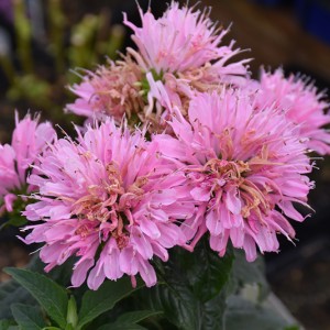 Монарда Sugar Buzz Pink Frosting р9