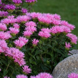 Монарда Sugar Buzz Pink Frosting р9