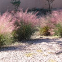 Мюленбергія Undaunted р9