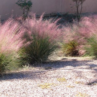 Мюленбергія Undaunted р9