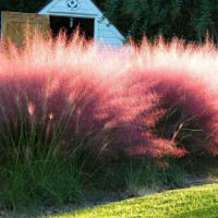 Мюленбергія Undaunted р9