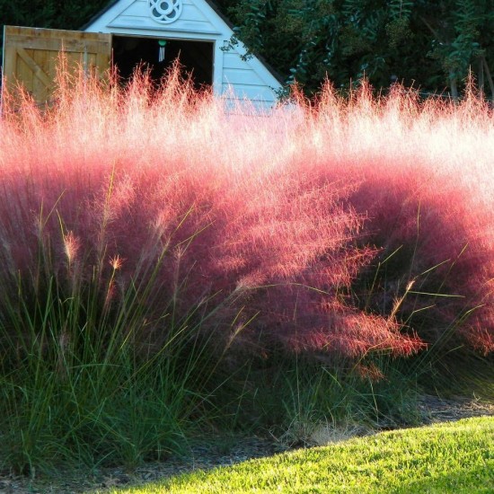 Мюленбергія Undaunted р9