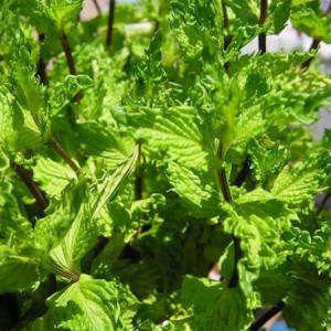 М'ята Crispa р9