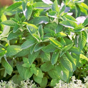 М'ята Хілларі р9