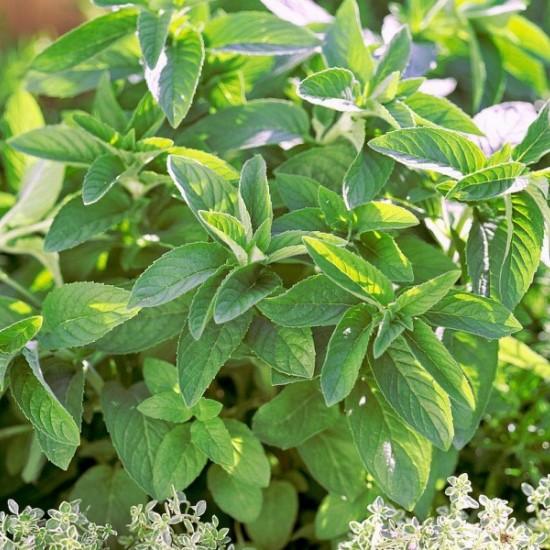 М'ята Хілларі р9