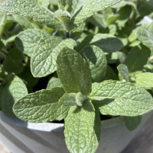 М'ята Хілларі р9