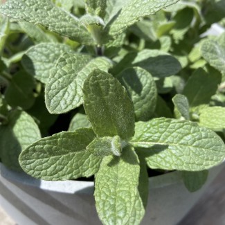 М'ята Хілларі р9