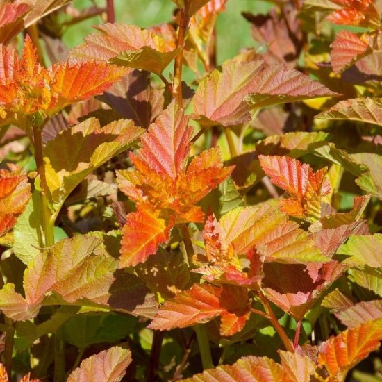 Пухироплідник Magic Ball 1,5 л