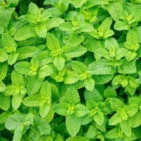 М'ята Якима р9