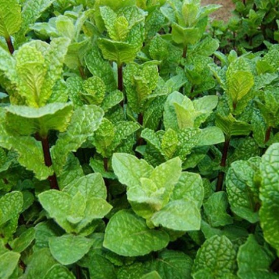 М'ята Якима р9