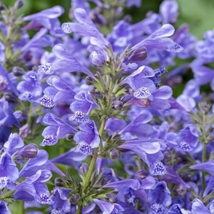 Непета Blue Planet p9