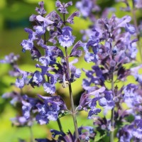 Непета Blue Planet p9