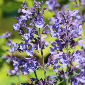 Непета Blue Planet p9